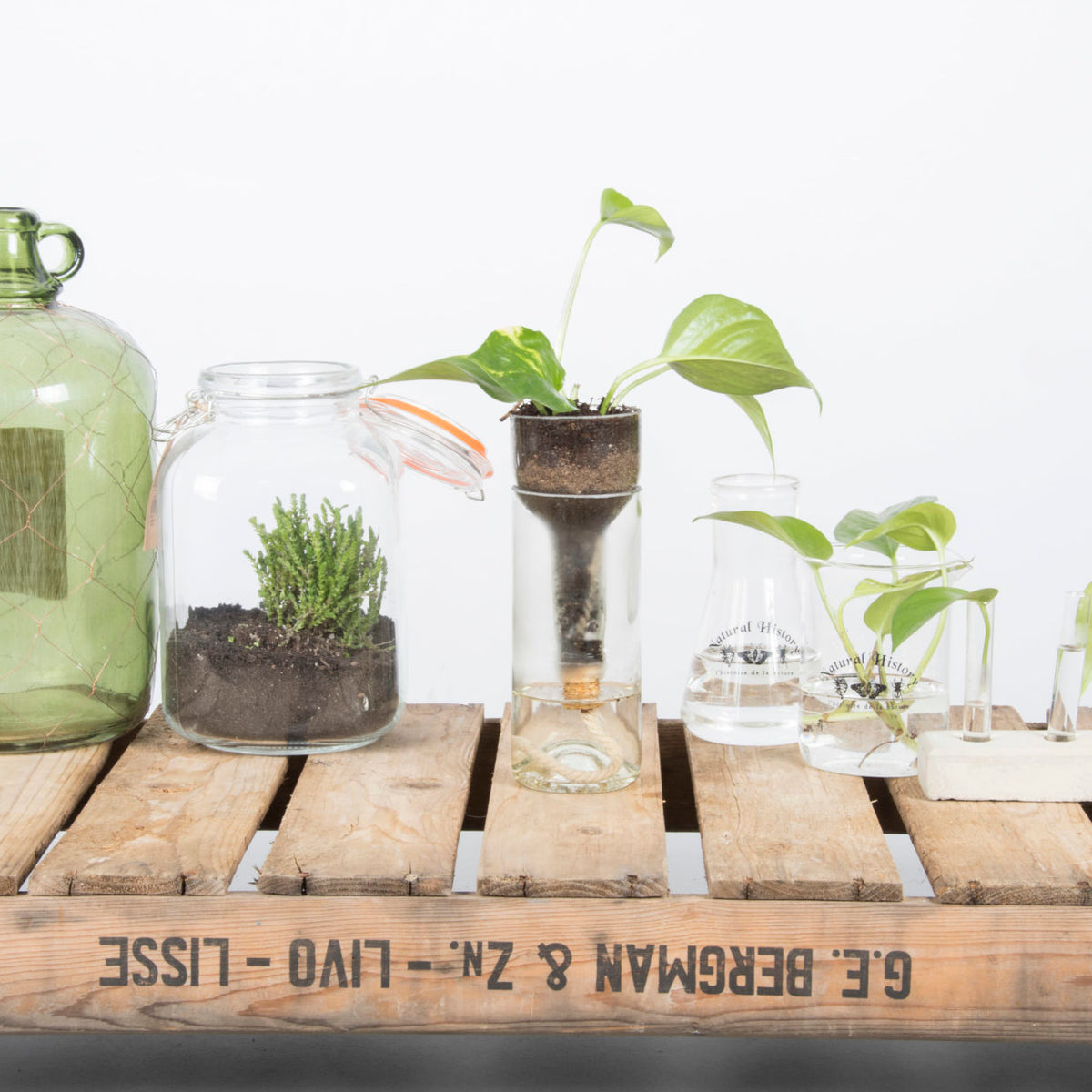 Glass bottle planters and jars planted with herbs and pothos on a wooden crate