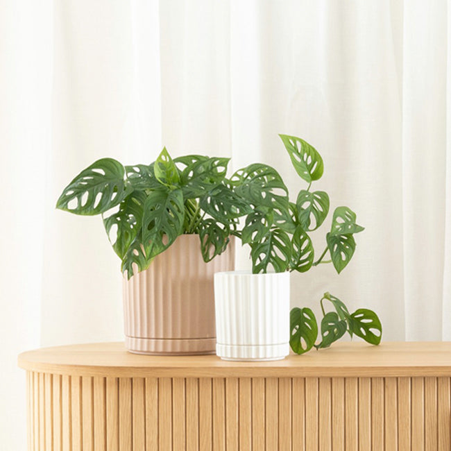 Athens Planter White – Ribbed Ceramic Pot with Drainage & Saucer