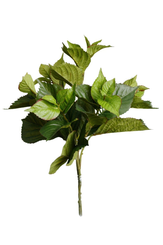 Hydrangea leaf bush with glossy green leaves on a short stem, shown on white