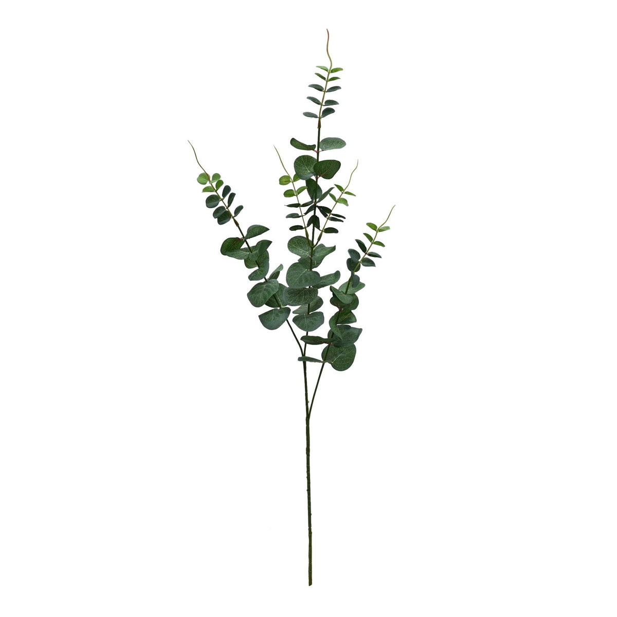 River gum eucalyptus spray in green with rounded silvery leaves, on a plain background