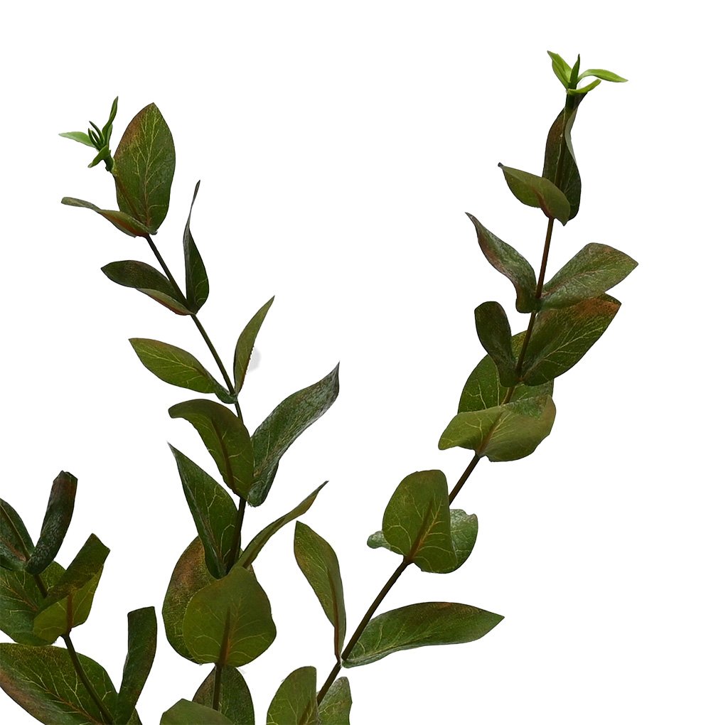 Two beech leaf branches showing the paired leaves along the stem, on white