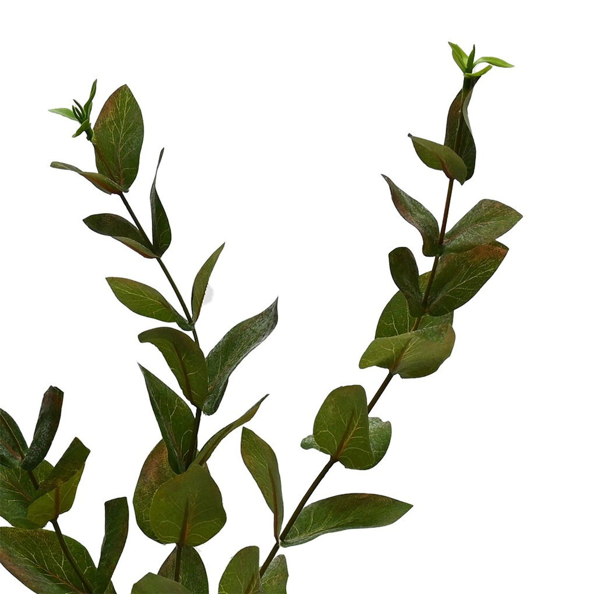 Two beech leaf branches showing the paired leaves along the stem, on white