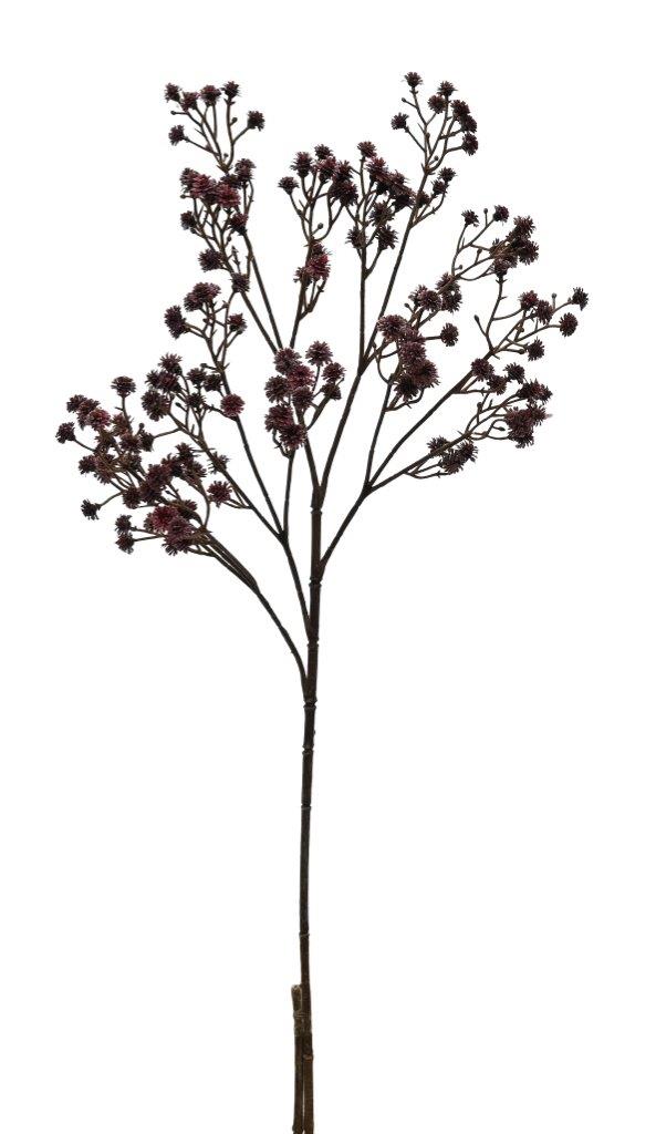 Gypsophila cutting in shiraz with fine branching and small dark blooms, on white