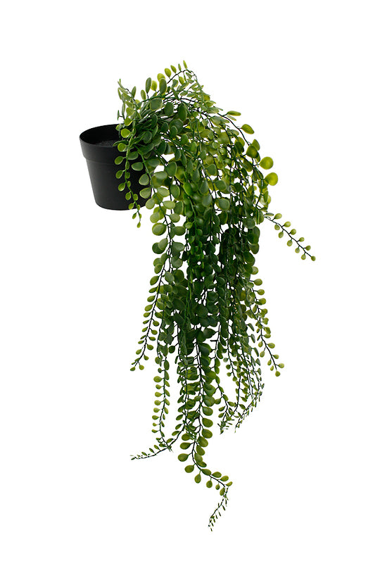Faux pea leaf hanging bush in a small black pot with long trailing stems on white