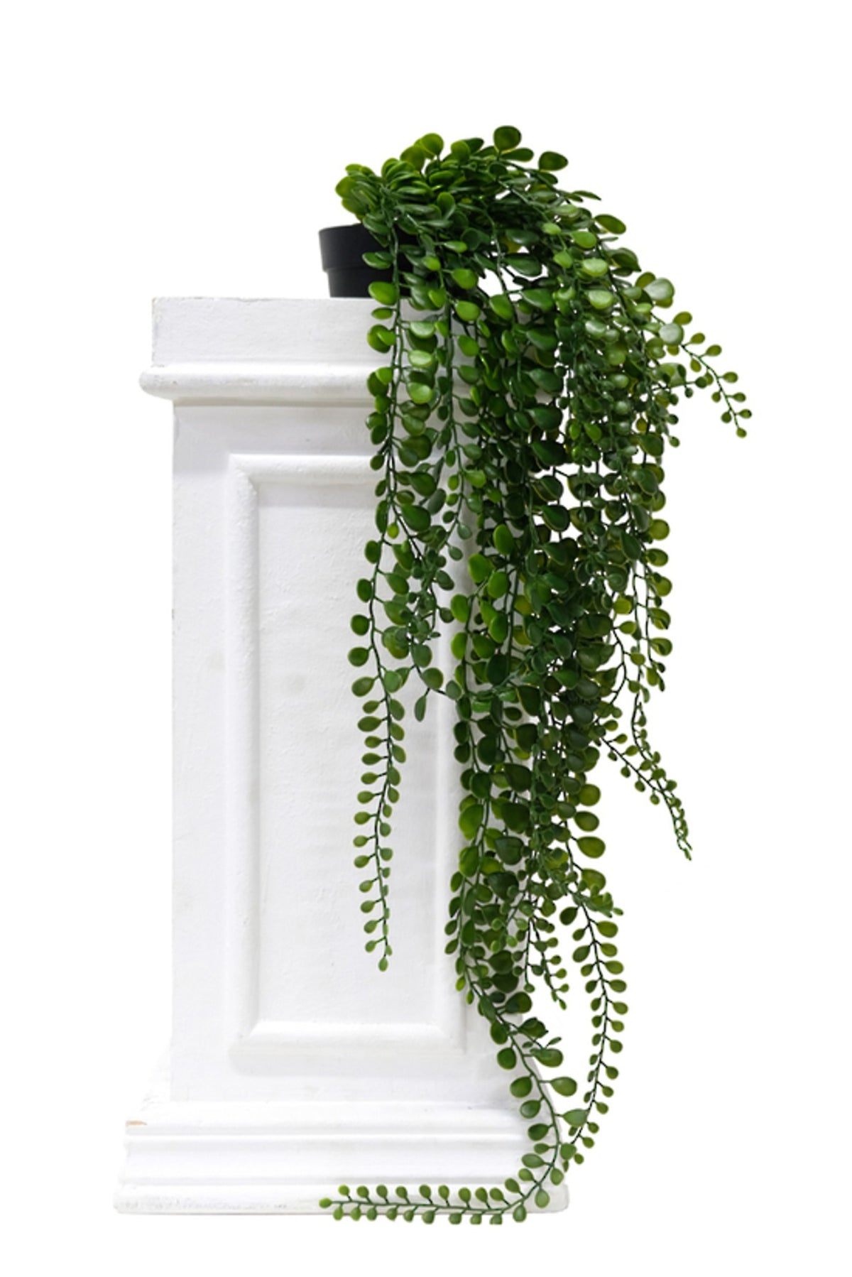 Faux pea leaf bush trailing from a black pot on a white plinth