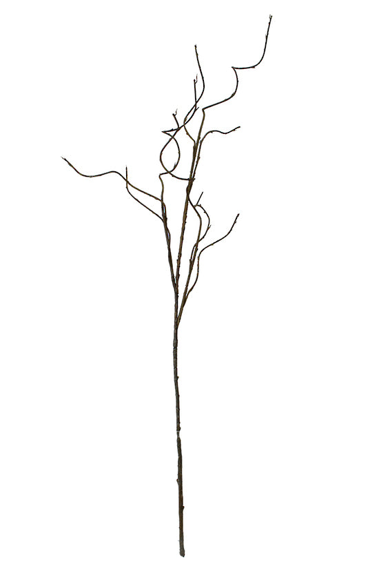 Curly Willow Branch 1.3m