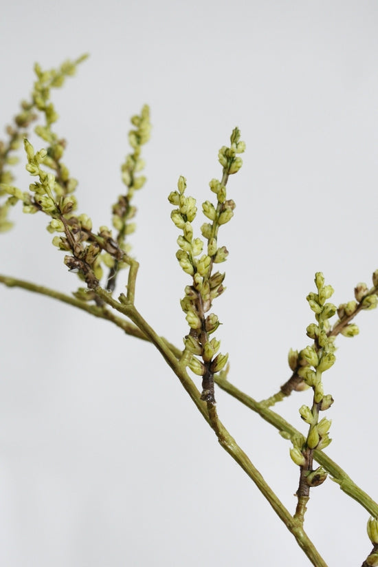 Stachyurus Branch 1.3m – Tall Artificial Greenery Stem