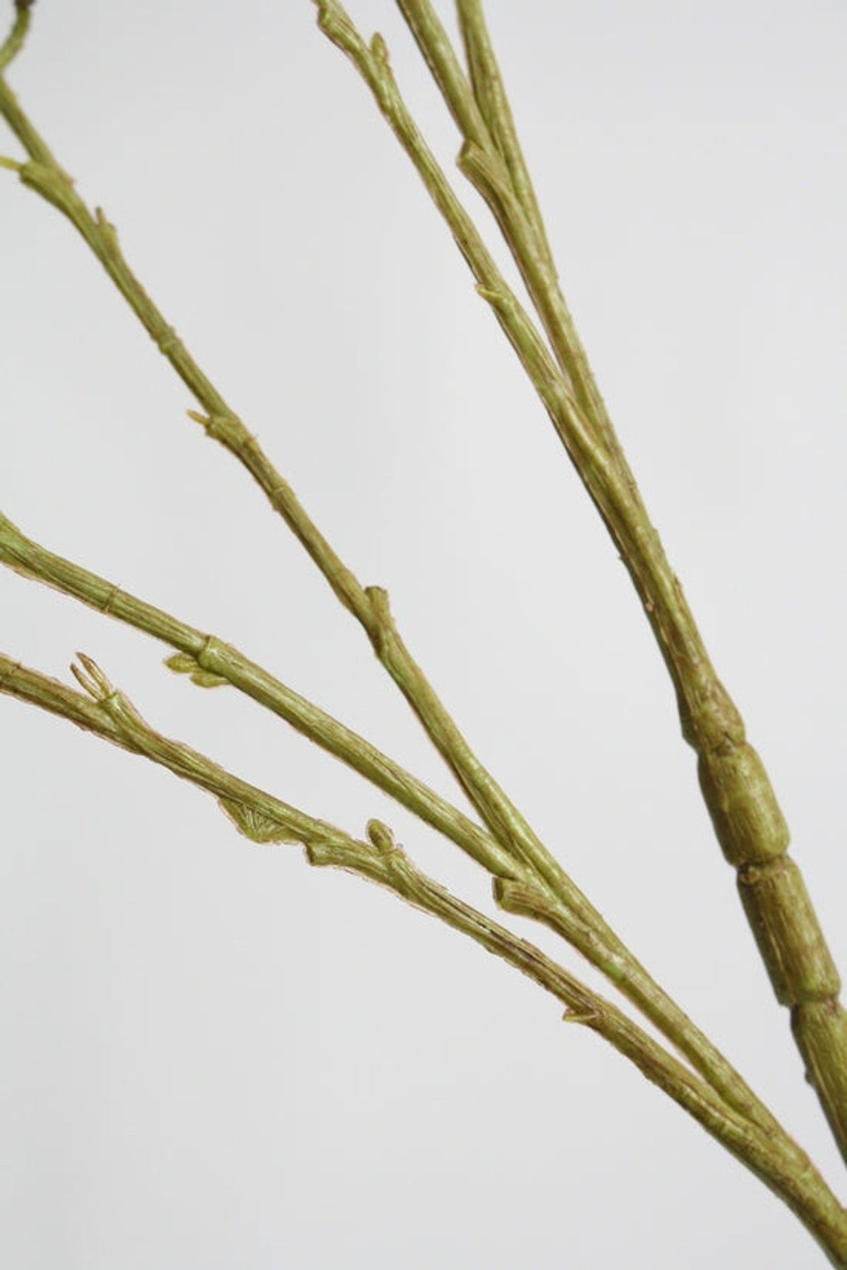 Close view of the pale green stems where the branches join