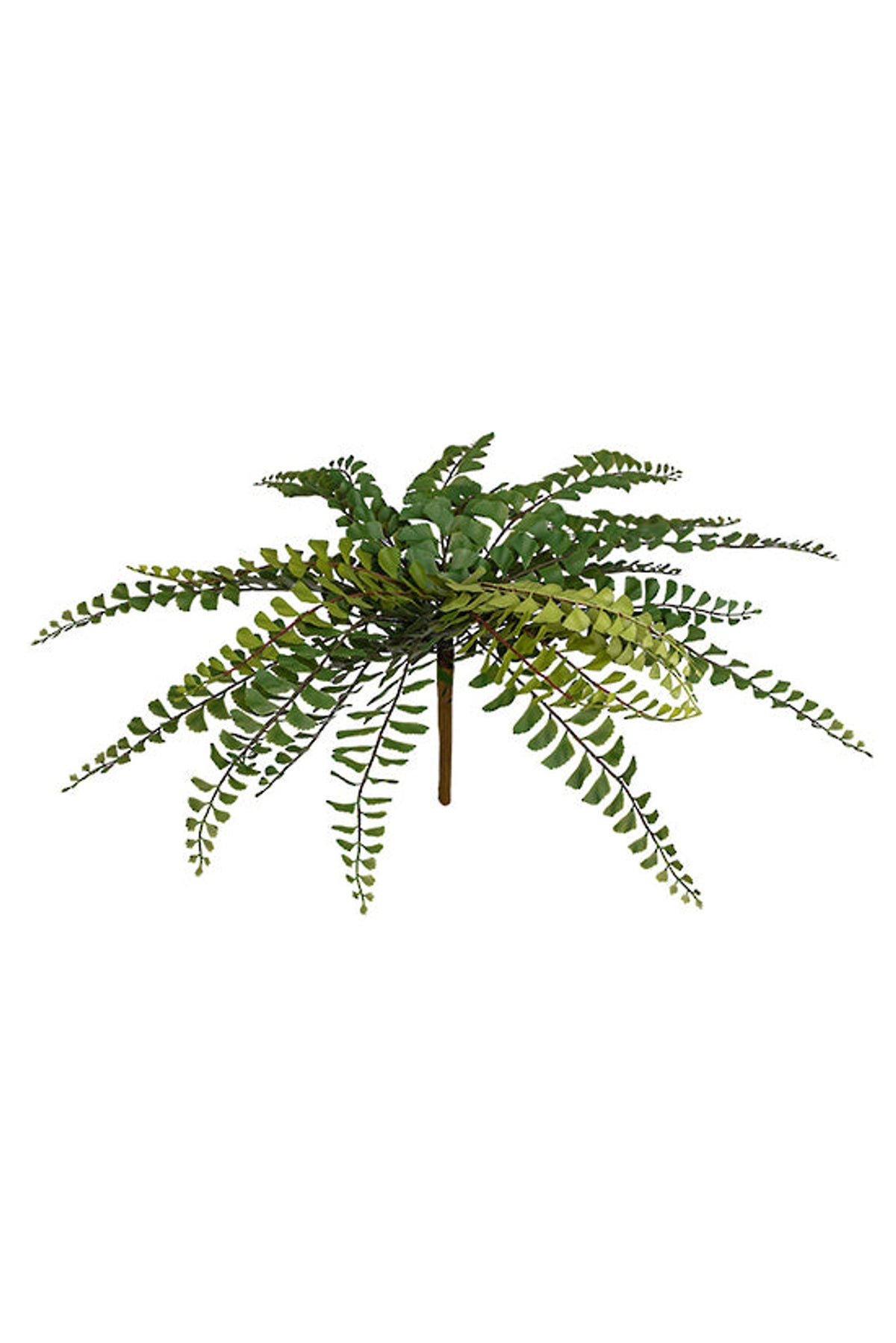 Northern maidenhair fern, a faux fern with fanned fronds of small round leaves, on white