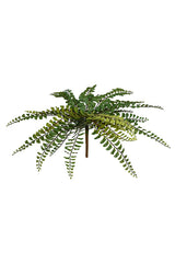 Northern Maidenhair Fern 38cm