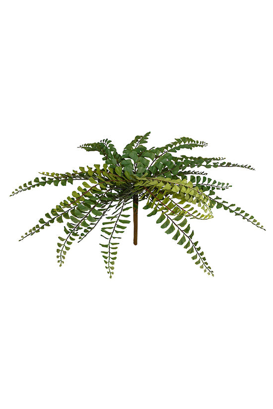 Northern Maidenhair Fern 38cm