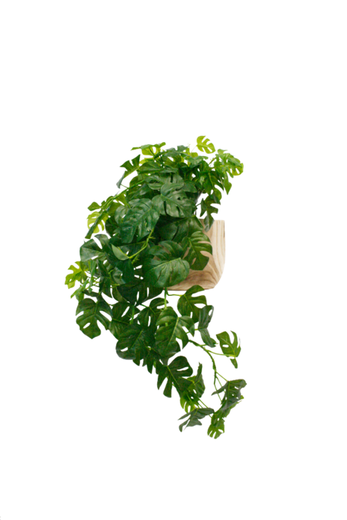 Real touch Split Philo hanging bush with draping foliage on a white background