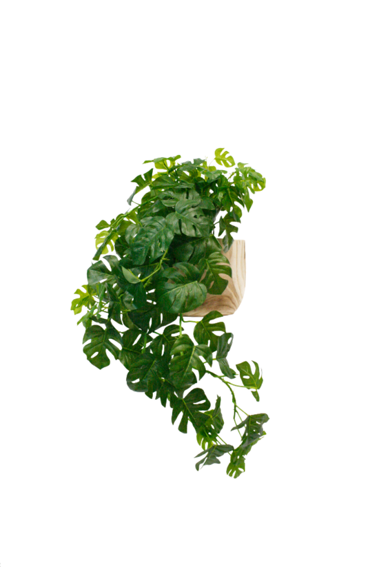 Real touch Split Philo hanging bush with draping foliage on a white background