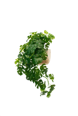 Split Philo Hanging Bush 76cm | Real Touch Faux Greenery