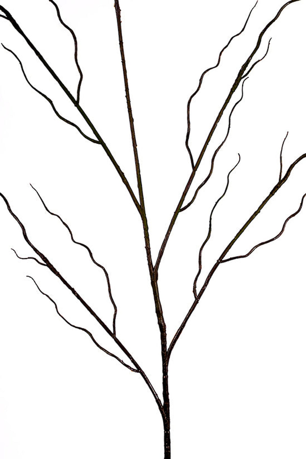 Close crop of a single willow branch, dark bark and tightly curled twigs on white