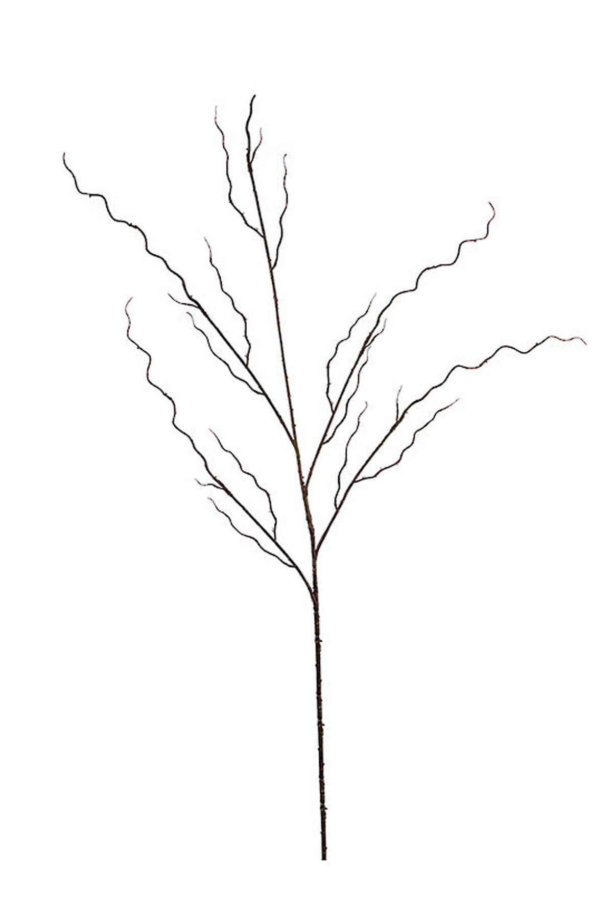Bare twisted willow branch with curling side shoots, shown upright on white
