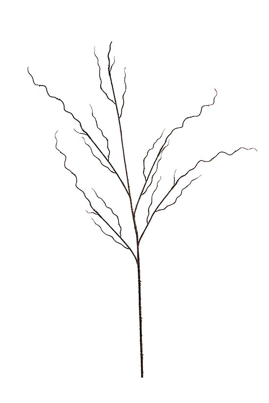 Bare twisted willow branch with curling side shoots, shown upright on white