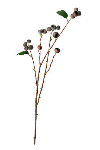 Medlar Branch Brown