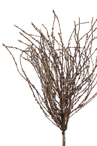 Dried-Look Birch Twigs 42cm