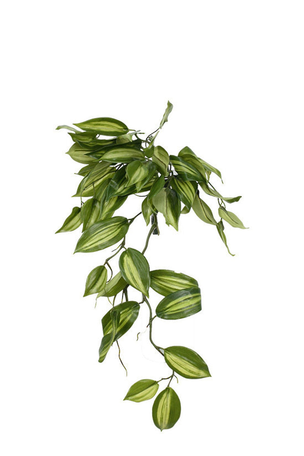 Vanilla Orchid Leaf Bush, 46cm, trailing green and cream leaves, on white