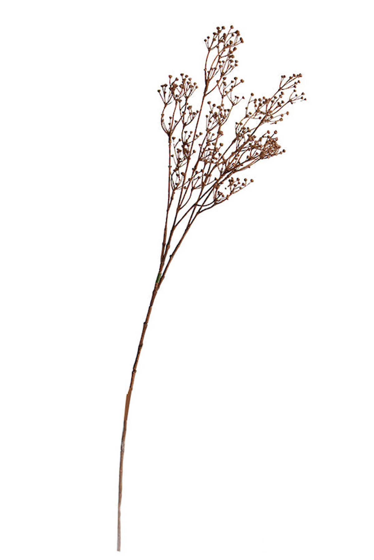 Talinum Spray, a 79cm faux dried stem with fine brown seed heads, on white