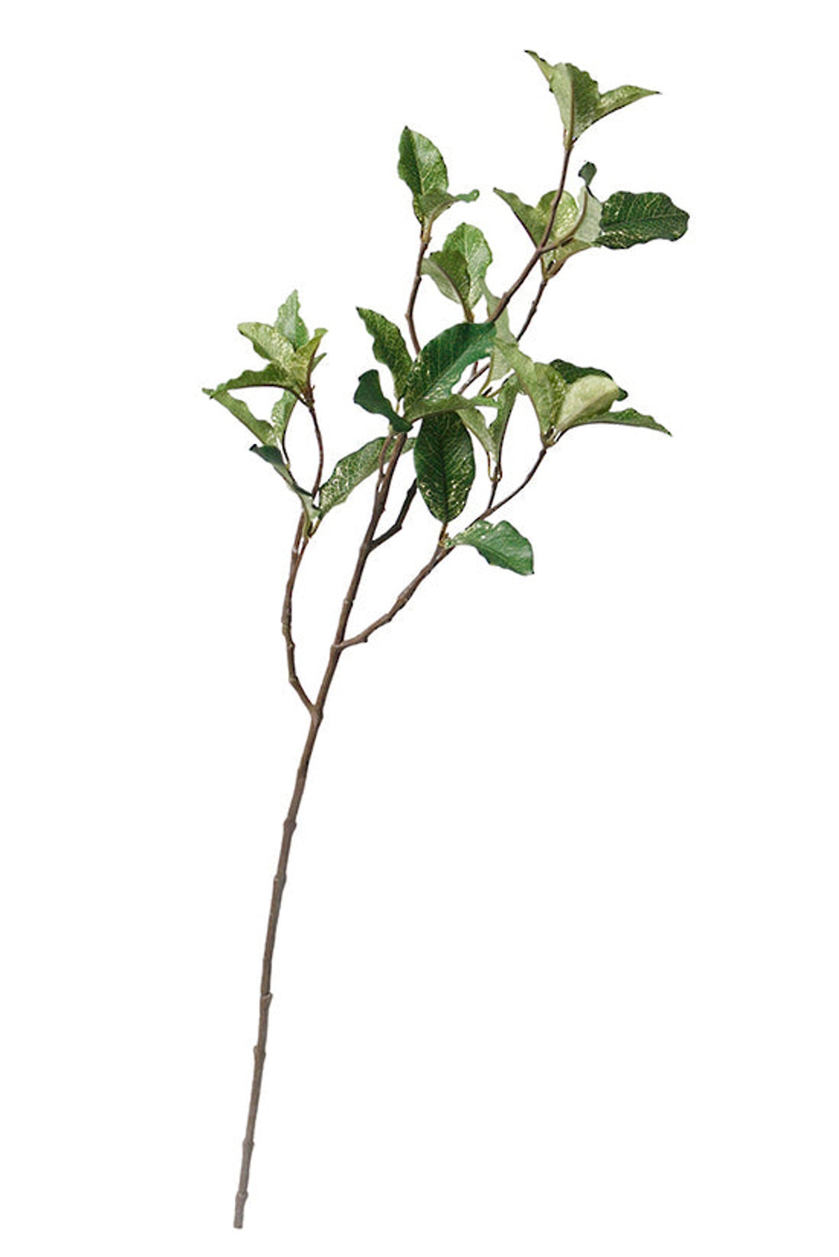 Pittosporum spray on white, full length