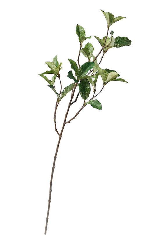 Pittosporum spray on white, full length