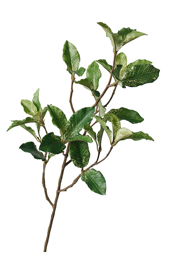 Faux pittosporum spray with green leaves on a slim stem, on white
