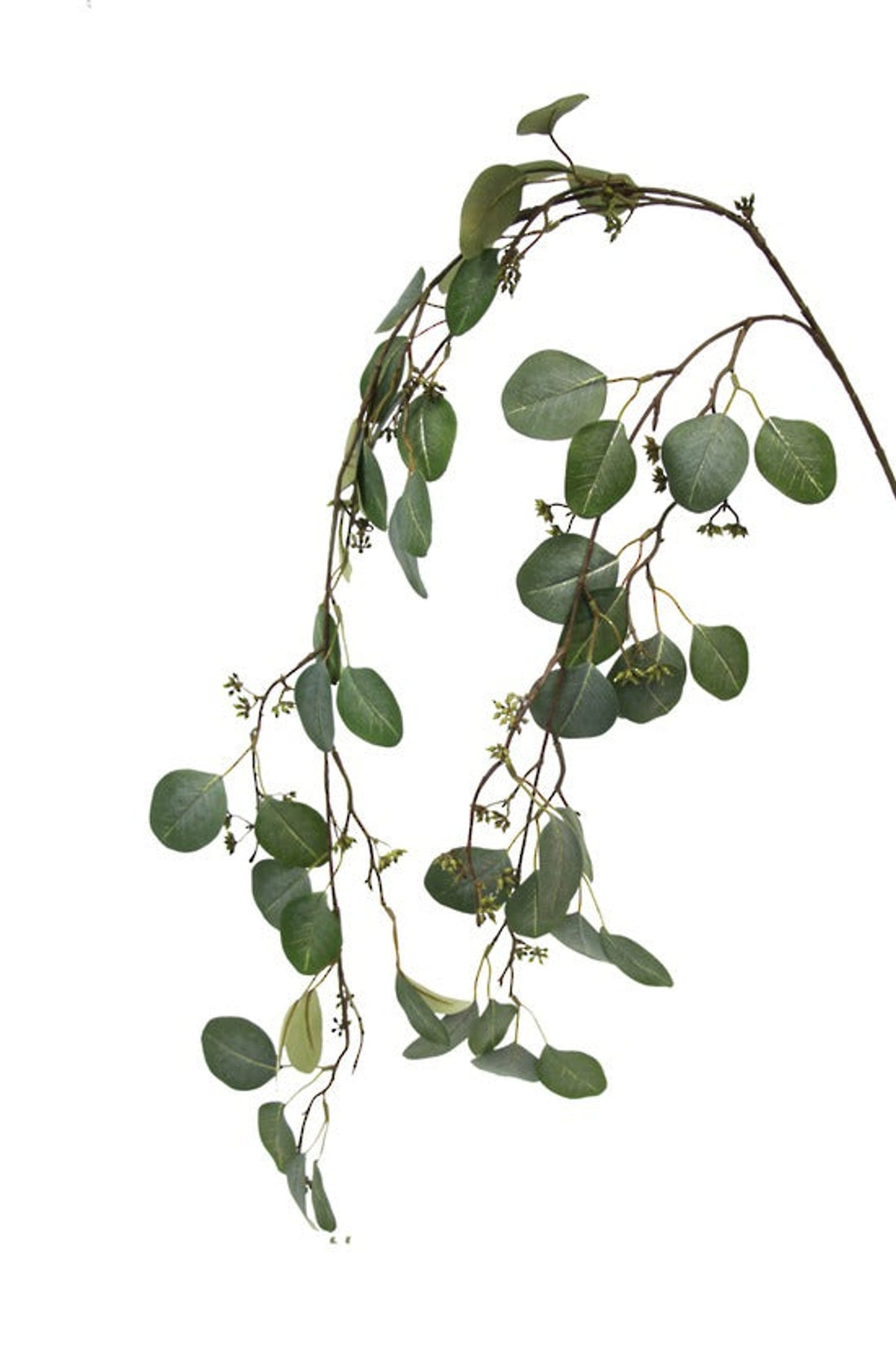 Gunni eucalyptus hanging trail with round grey-green leaves, on white