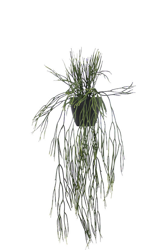 Hanging Rhipsalis, 76cm Potted Trailing Faux Plant