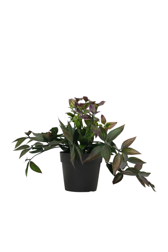 Wandering dew in a black nursery pot, leaves green above and purple below, shown as a cutout