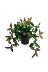 Wandering Dew Potted Plant | Green and Purple Faux Houseplant