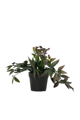 Wandering Dew Potted Plant | Green and Purple Faux Houseplant