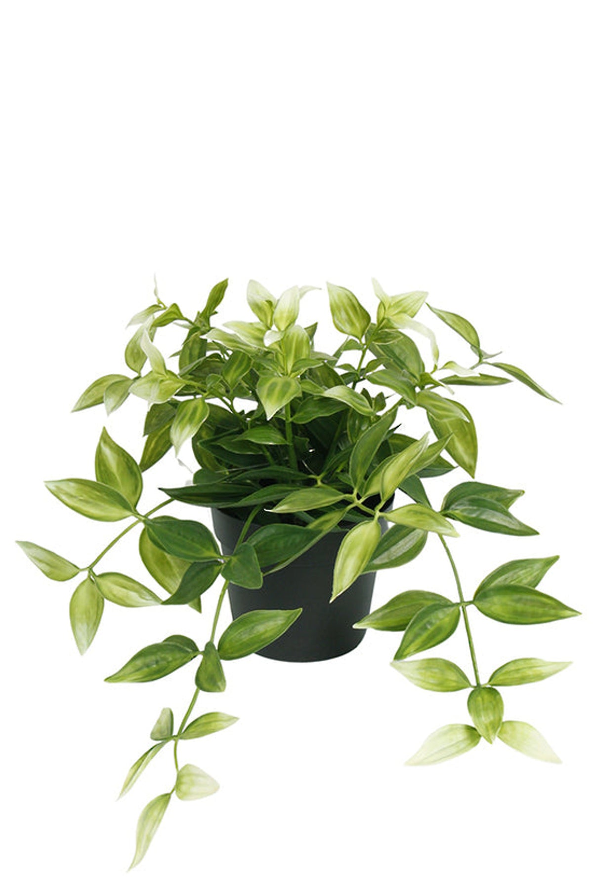 Faux wandering dew plant with green and white trailing leaves in a black pot