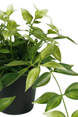 Wandering Dew Potted Plant, Green and White | Faux Plant