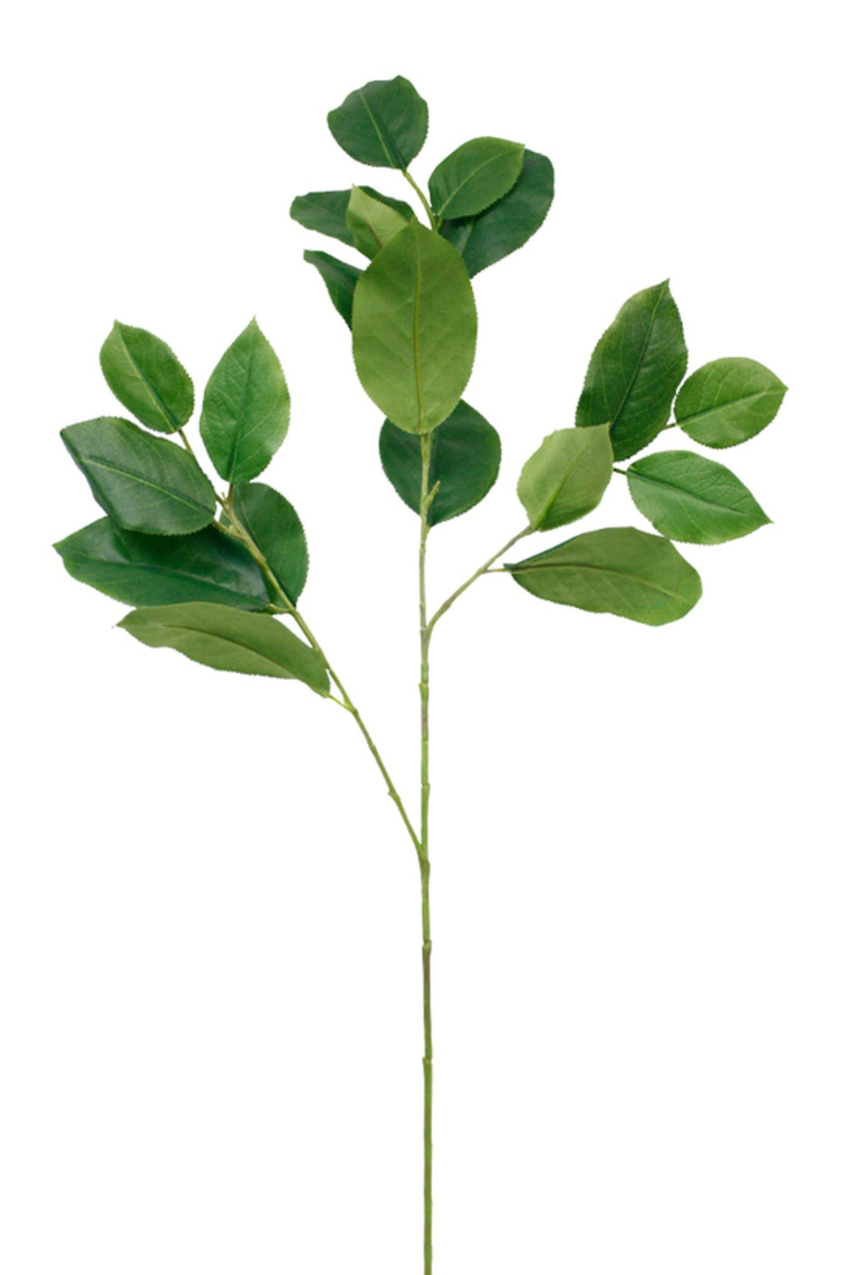 Mulberry leaves spray with oval green leaves on a long stem, on white
