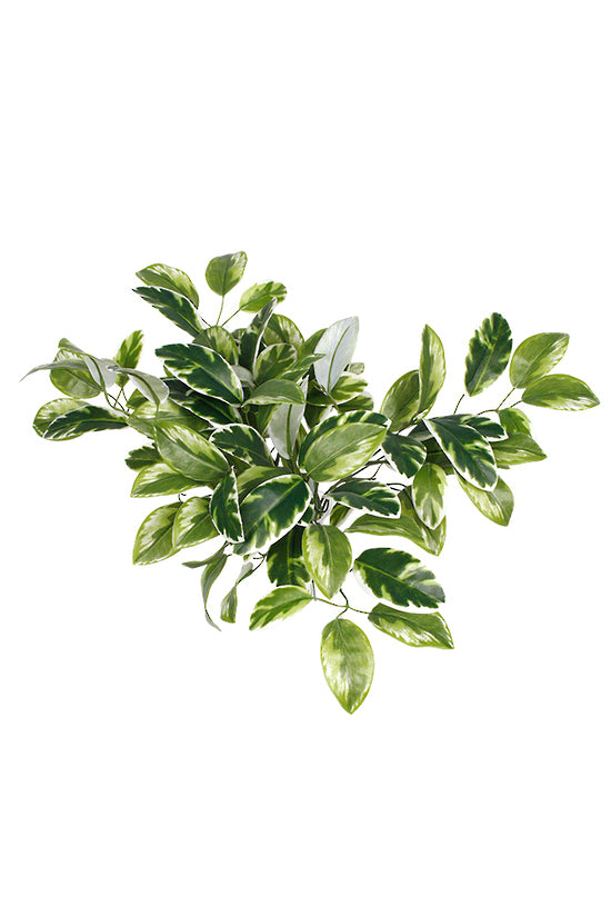 Hoya Carnosa Bush, 38cm Variegated Faux Greenery