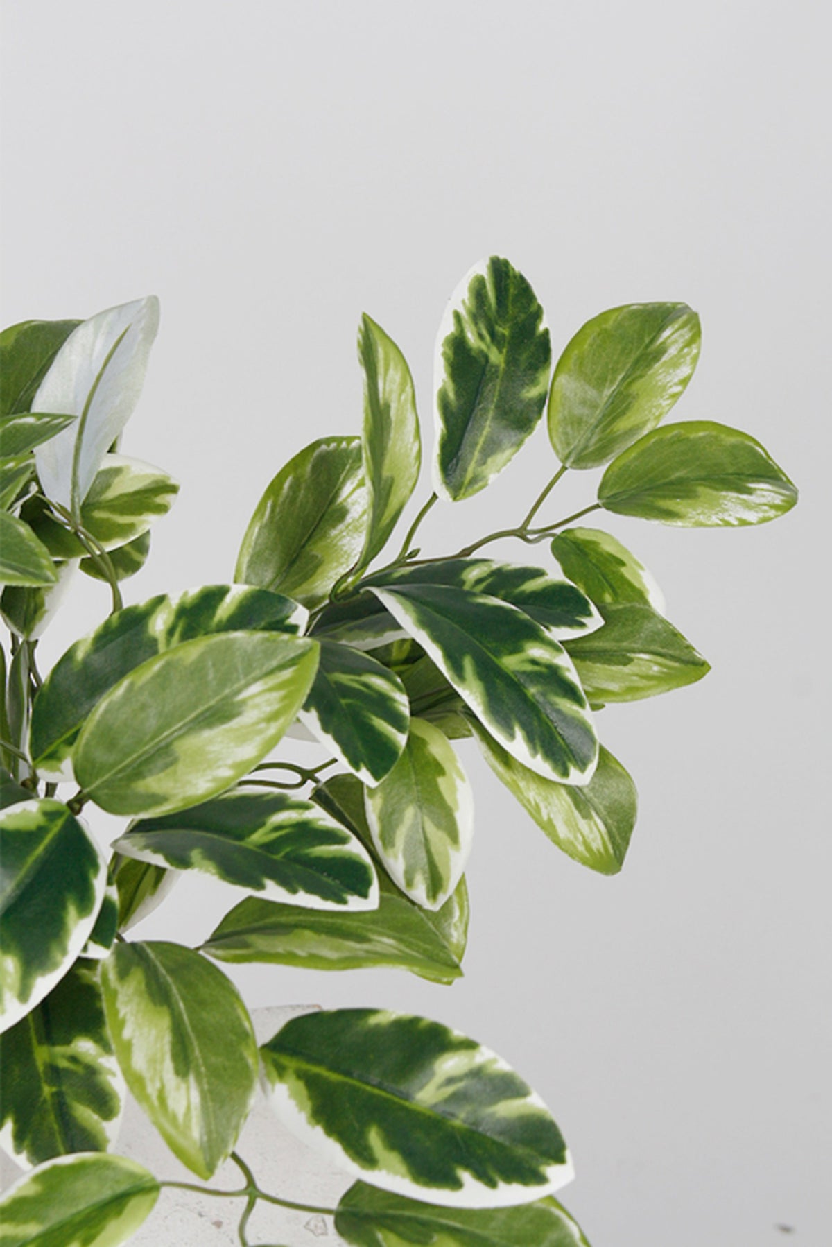 Hoya Carnosa Bush, 38cm Variegated Faux Greenery