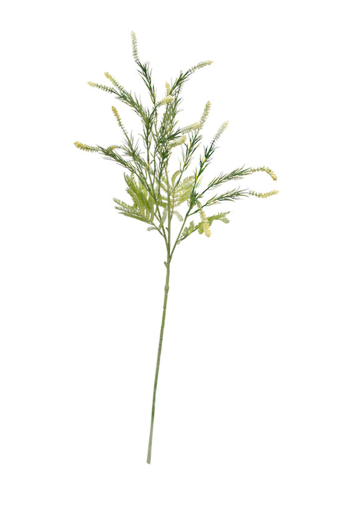 Setaria spray on white, full length