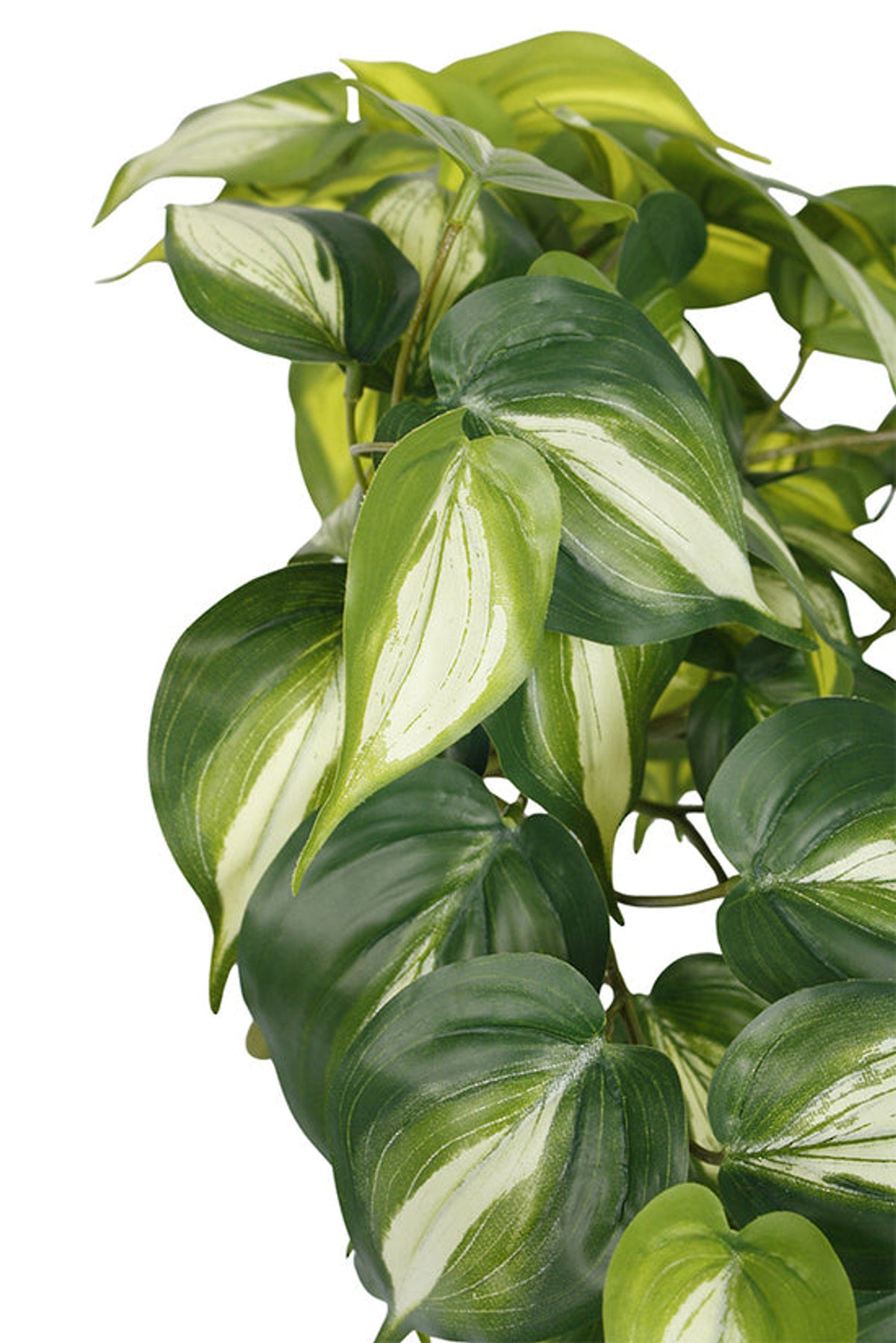 Detail of the heart shaped leaves, deep green with pale central stripes