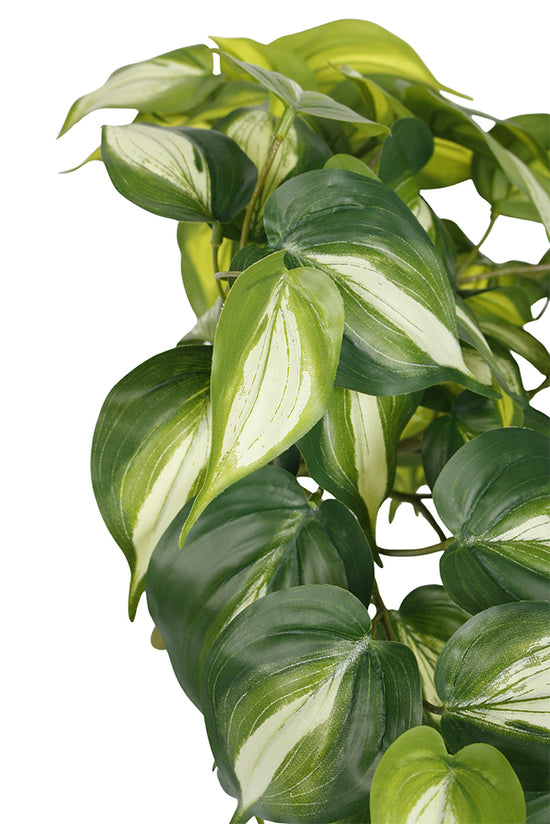 Detail of the heart shaped leaves, deep green with pale central stripes