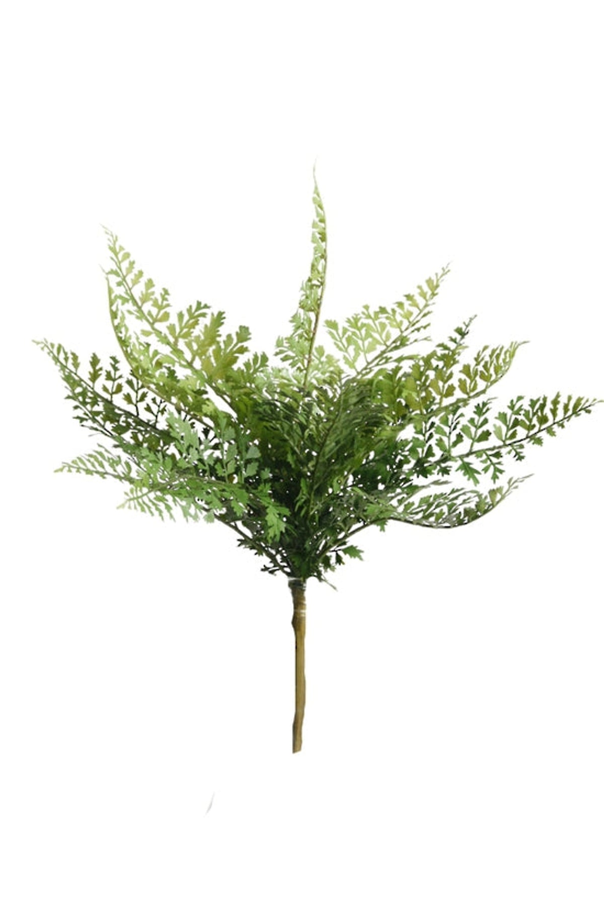 Hen and chicken fern bush with lacy green fronds, on white
