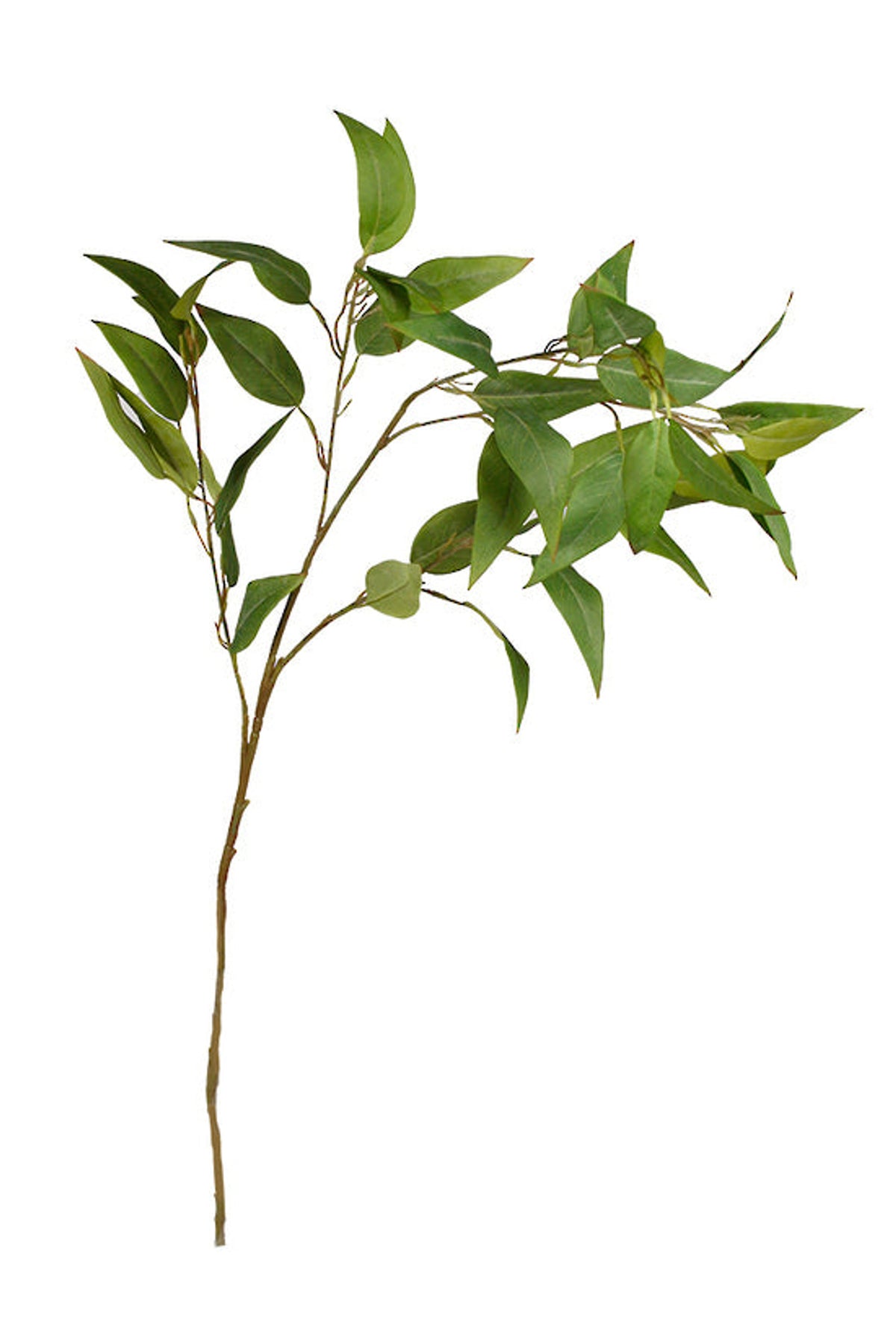 Faux willowy eucalyptus branch with slender green leaves, on white