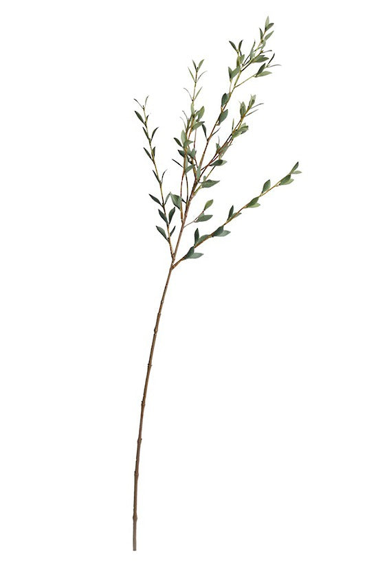 Italian ruscus spray with small oval leaves along a slender stem, shown on white