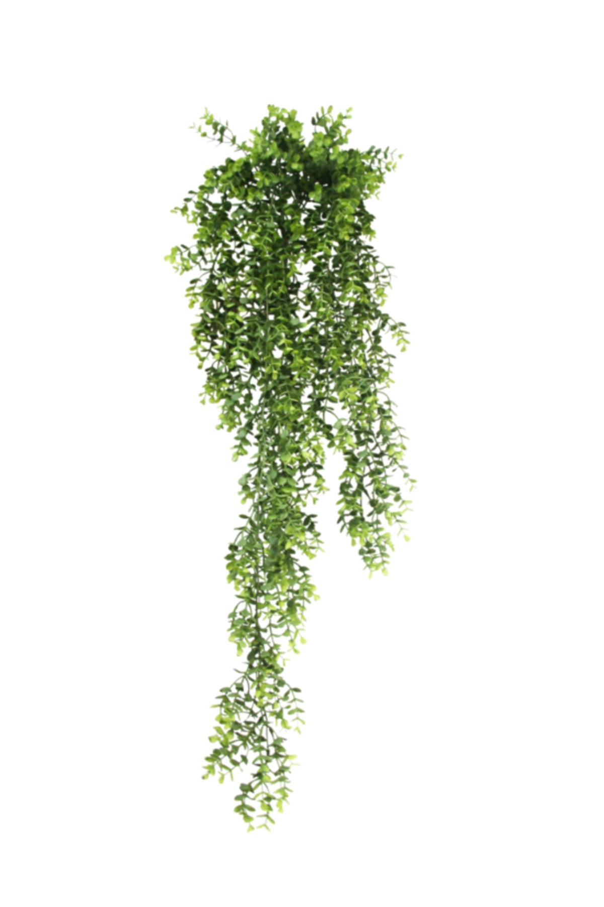 Eucalyptus hanging bush with trailing stems, on a white background