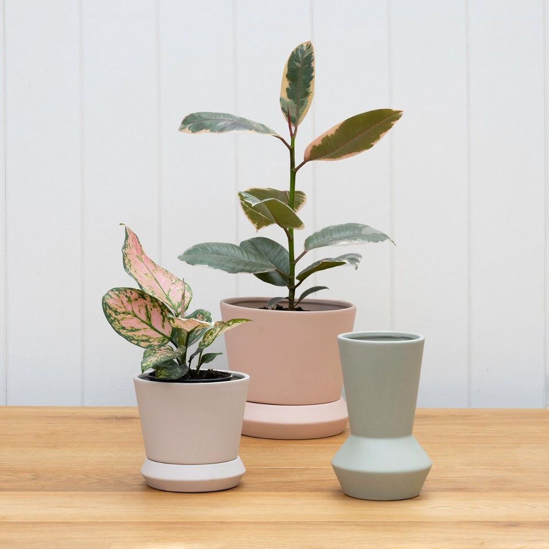 Three Hamburg planters in peach and sage with plants, lined up on a timber shelf