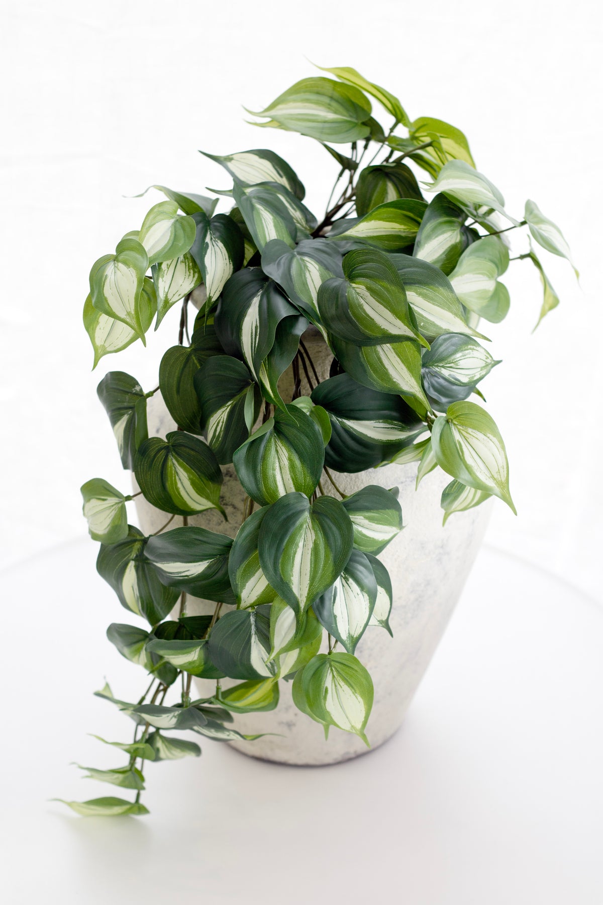 Trailing philodendron in a pale textured pot, vines falling over a white surface