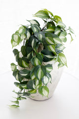 Philodendron Micans Hanging Bush 65cm | Real Touch Faux Plant