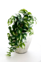 Philodendron Micans Hanging Bush 65cm | Real Touch Faux Plant