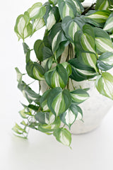 Philodendron Micans Hanging Bush 65cm | Real Touch Faux Plant